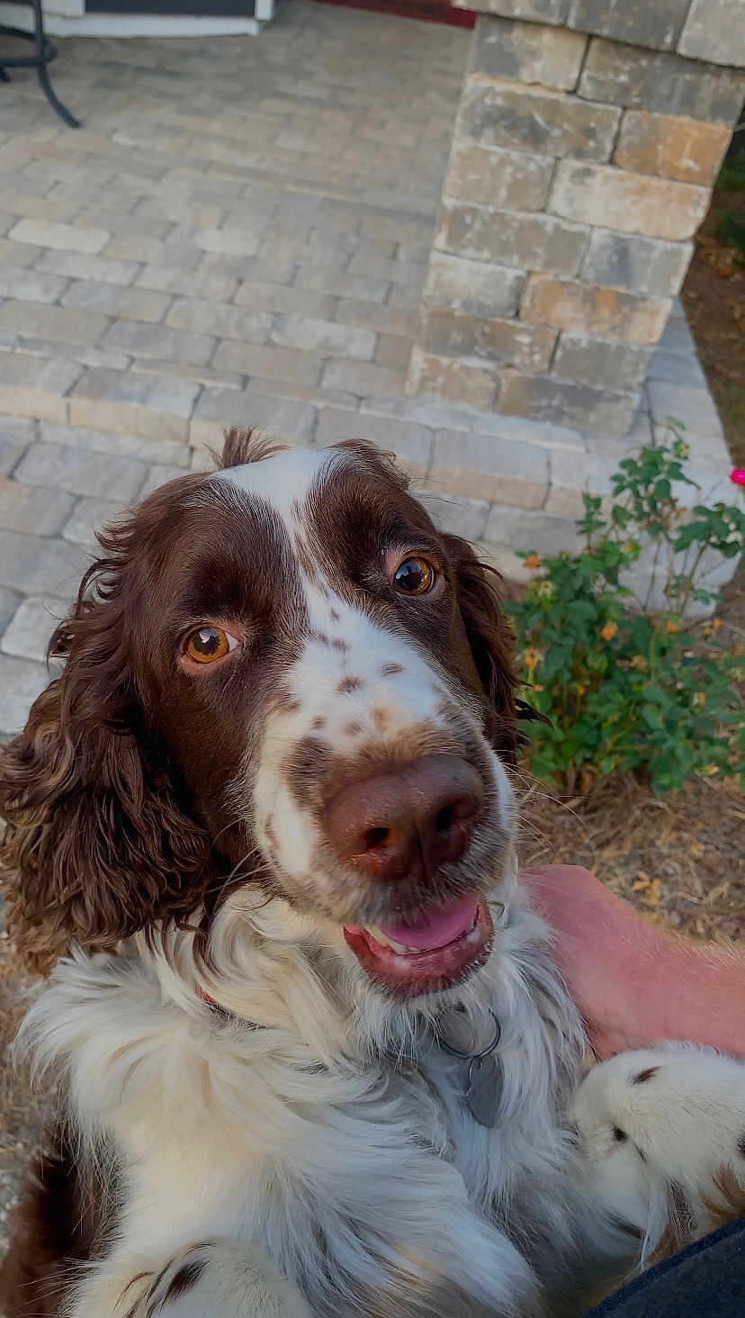 Milo