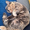 cat, sleeping, curled_up, fluffy, fur, paws, whiskers, closed_eyes, cozy, blanket, blue_blanket, cushion, gray_cushion, yellow_cushion, indoors, relaxed, cute, pet, resting, close_up