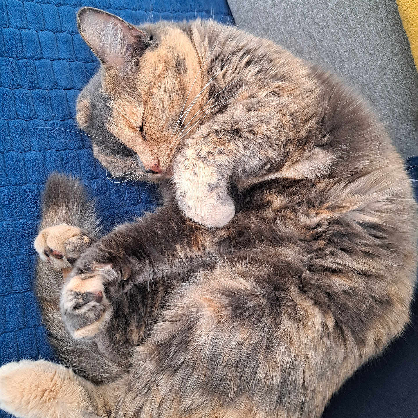 Gribouille a rejoint le concours — aidez-le/la à gagner de superbes lots ! cat, sleeping, curled_up, fluffy, fur, paws, whiskers, closed_eyes, cozy, blanket, blue_blanket, cushion, gray_cushion, yellow_cushion, indoors, relaxed, cute, pet, resting, close_up