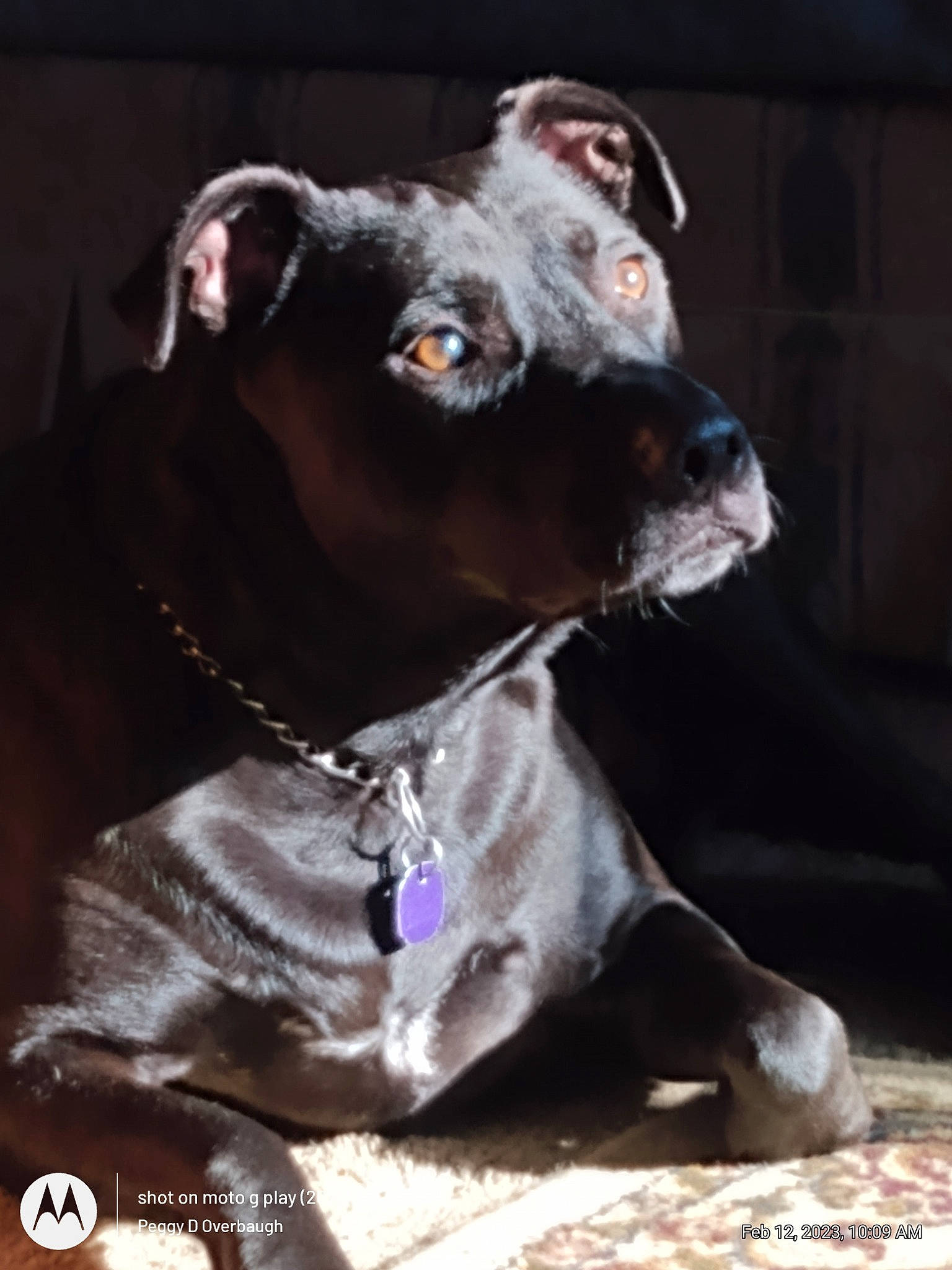 Raven joined the competition — help win amazing prizes! canidae, carnivore, collar, companion_dog, dog, dog_breed, dog_collar, ear, fashion_accessory, fawn, fur, leash, liver, non_sporting_group, pet_supply, snout, sporting_group, terrestrial_animal, whiskers, working_animal