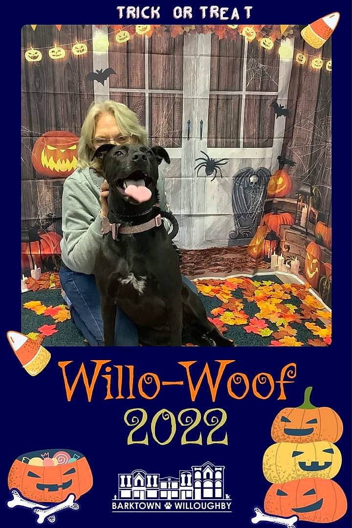 Raven is registered to the contest to win money with this photo: advertising, art, companion_dog, dog, dog_breed, dog_supply, event, font, photo_caption, poster, publication, sporting_group