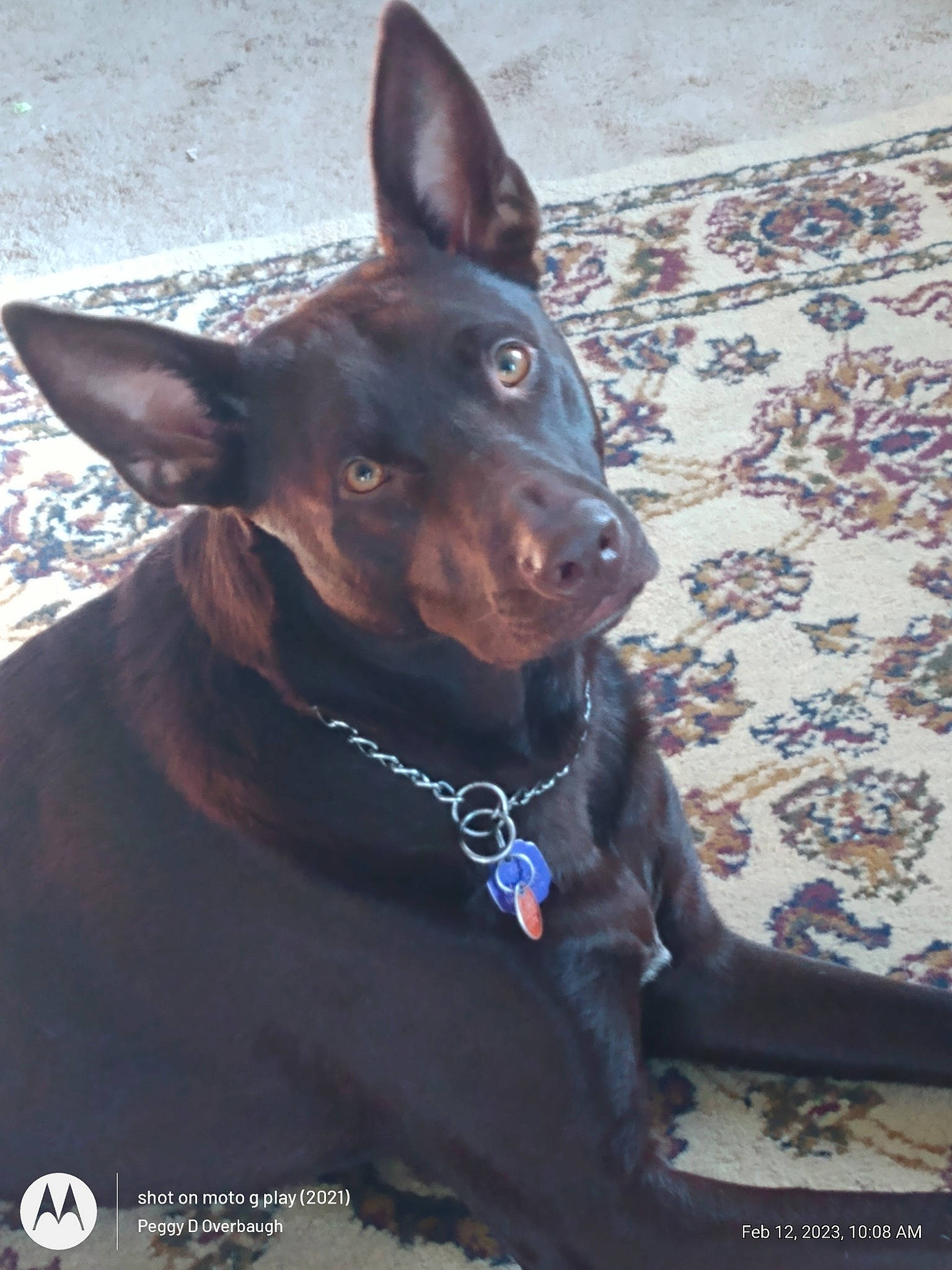 Monkee joined the competition — help win amazing prizes! canidae, carnivore, collar, companion_dog, dog, dog_breed, dog_collar, ear, electric_blue, fawn, fur, guard_dog, liver, non_sporting_group, pinscher, snout, sporting_group, whiskers, working_animal, working_dog