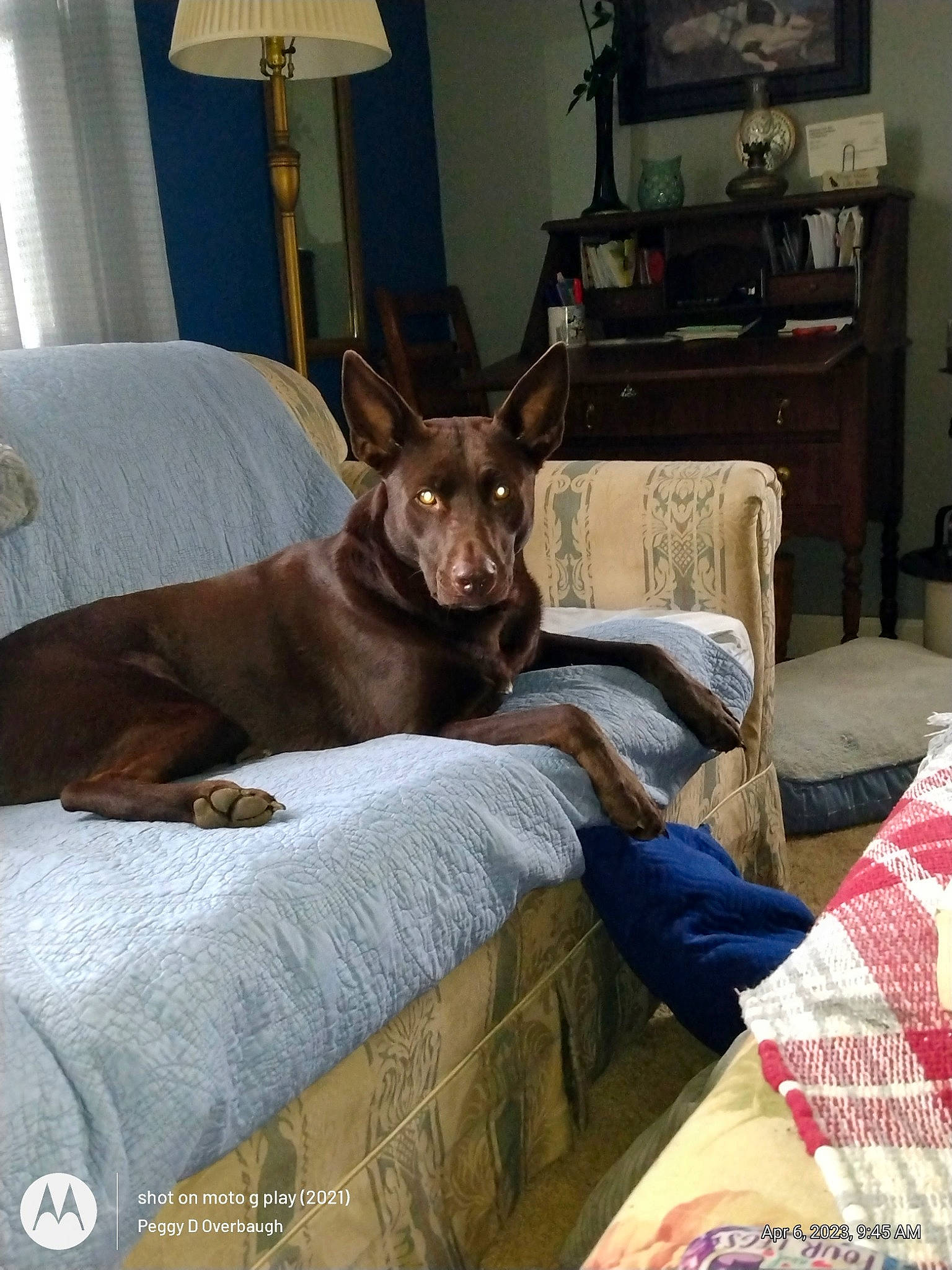 Monkee joined the competition — help win amazing prizes! carnivore, comfort, companion_dog, couch, curtain, dog, dog_breed, fawn, felidae, floor, flooring, furniture, interior_design, lamp, living_room, picture_frame, room, whiskers, wood, working_animal