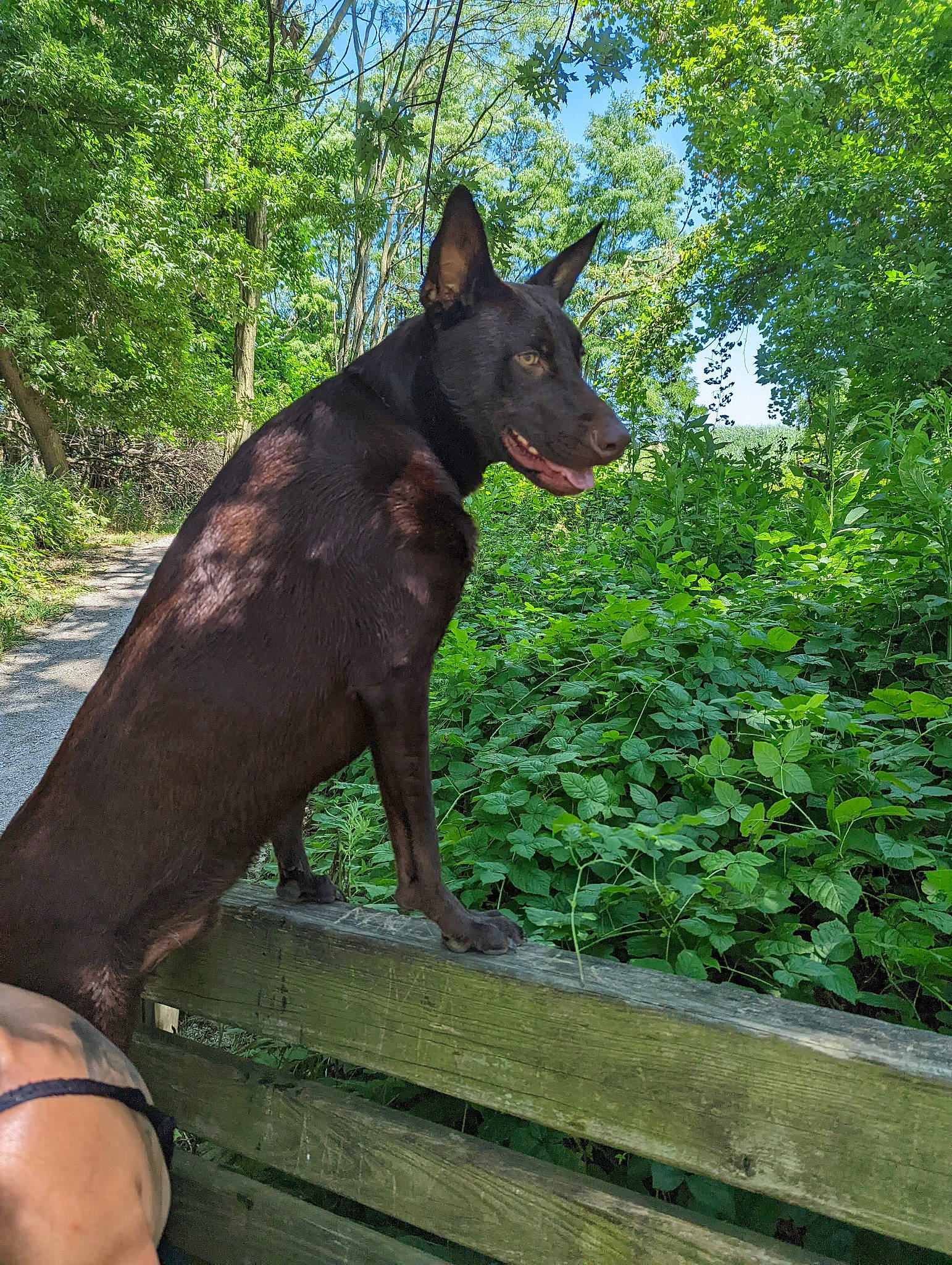 Monkee is registered to the contest to win money with this photo: canidae, carnivore, collar, dog, dog_breed, dog_collar, guard_dog, herding_dog, liver, plant, sky, snout, sporting_group, tail, terrestrial_animal, tree, window, wood, working_animal, working_dog