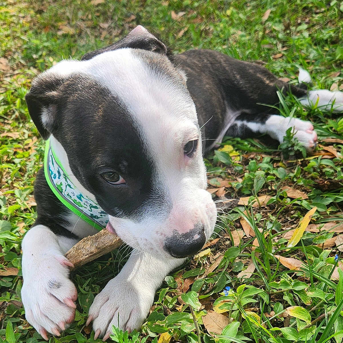 Atlas
