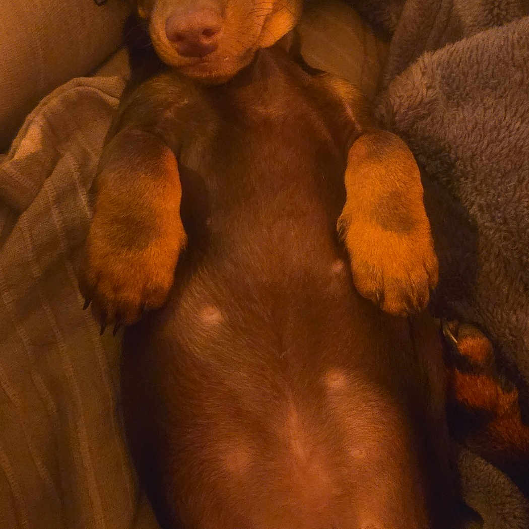 Boris