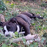 Bowser is registered to the contest to win money with this photo: dog, sleeping, grass, leaves, outdoor, nature, black_and_white, canine, resting, pet, branch, greenery, relaxation, animal, summer, peaceful, close_up, fur, daylight, quiet