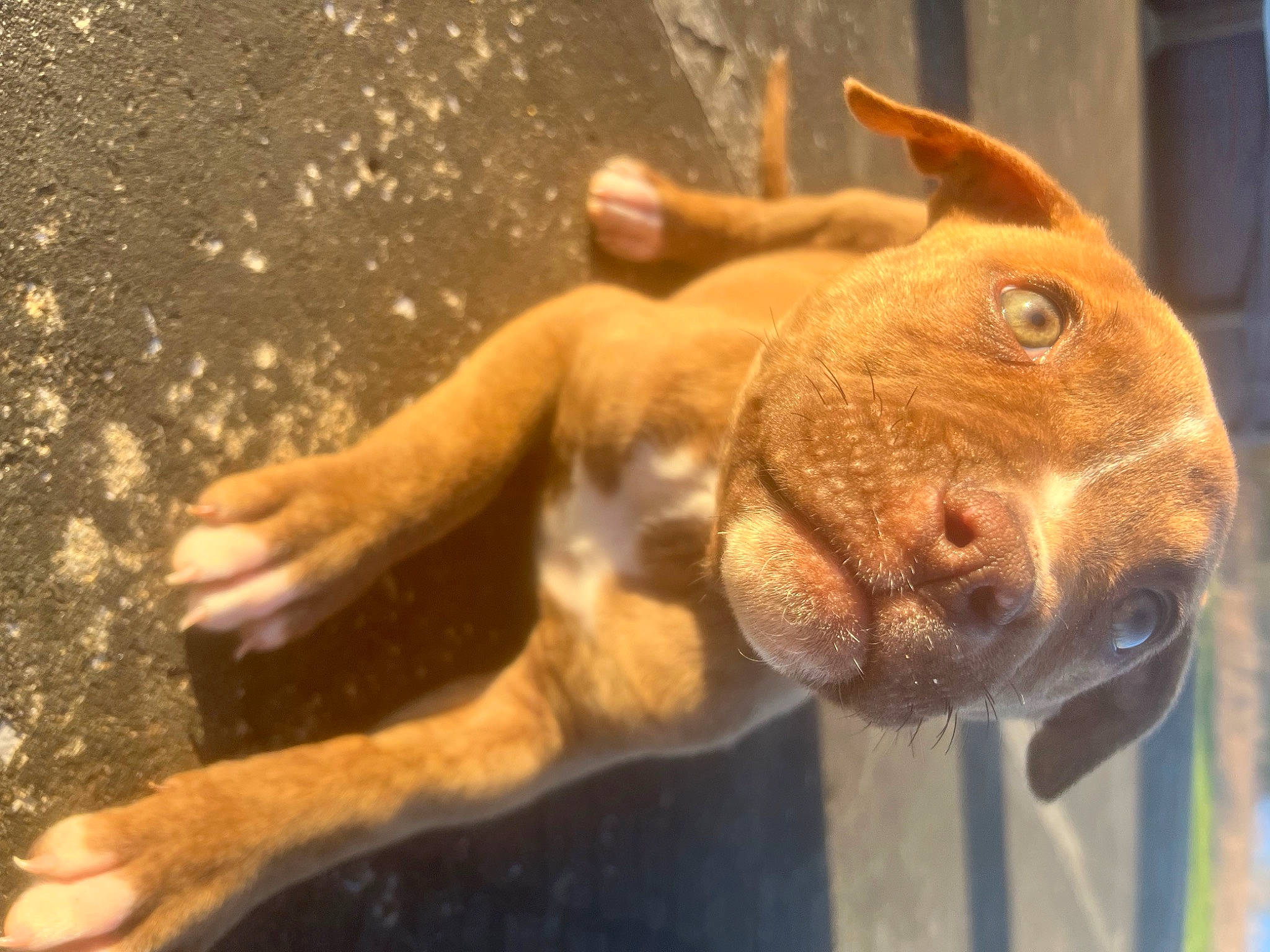 Drako is registered to the contest to win money with this photo: art, canidae, carnivore, dog, dog_breed, ear, fawn, felidae, human_leg, liver, marine_biology, snout, sporting_group, tail, terrestrial_animal, water, whiskers, wildlife, window, wood