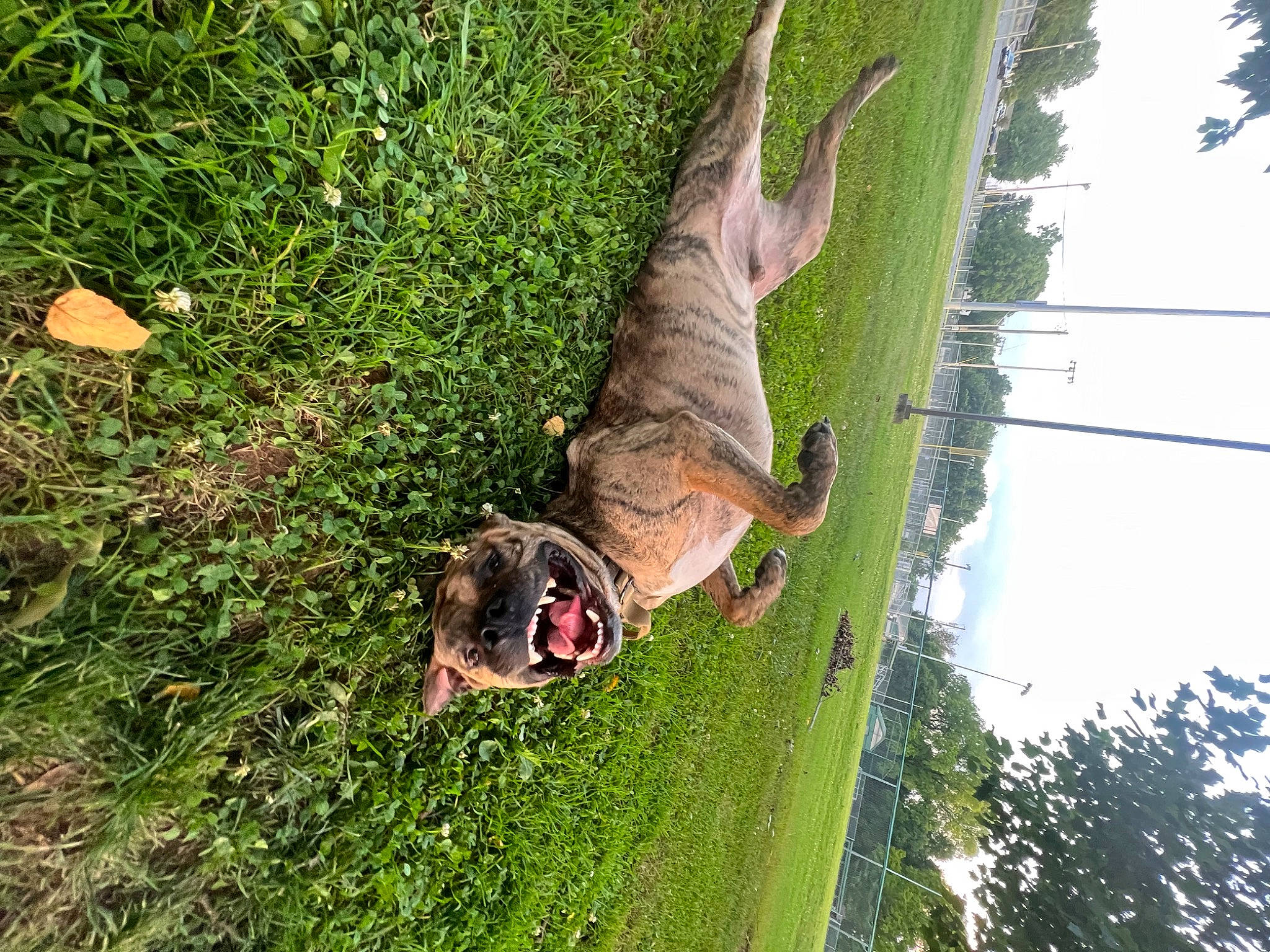 Hydro joined the competition — help win amazing prizes! canidae, carnivore, collar, dog, dog_breed, fawn, grass, grassland, groundcover, leash, plant, sky, snout, soil, sporting_group, tail, terrestrial_animal, tree, wildlife, working_animal