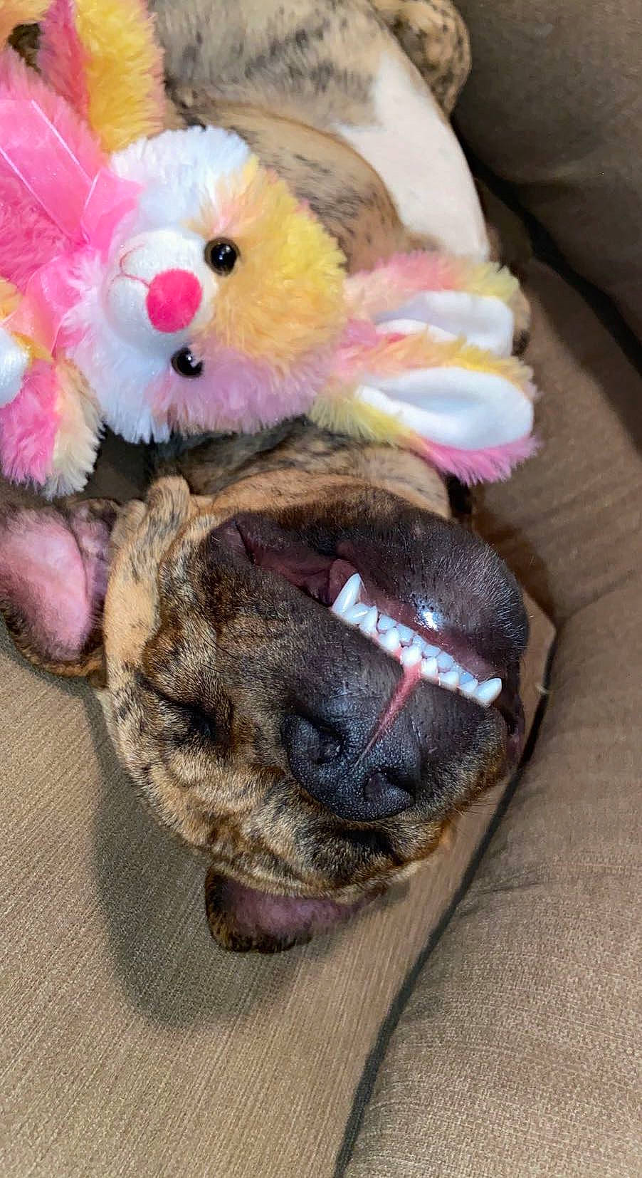 Hydro joined the competition — help win amazing prizes! baby_products, baby_toys, canidae, carnivore, companion_dog, dog_breed, dog_toy, fashion_accessory, fawn, fur, magenta, pink, plush, snout, stuffed_toy, tail, thread, toy, wool