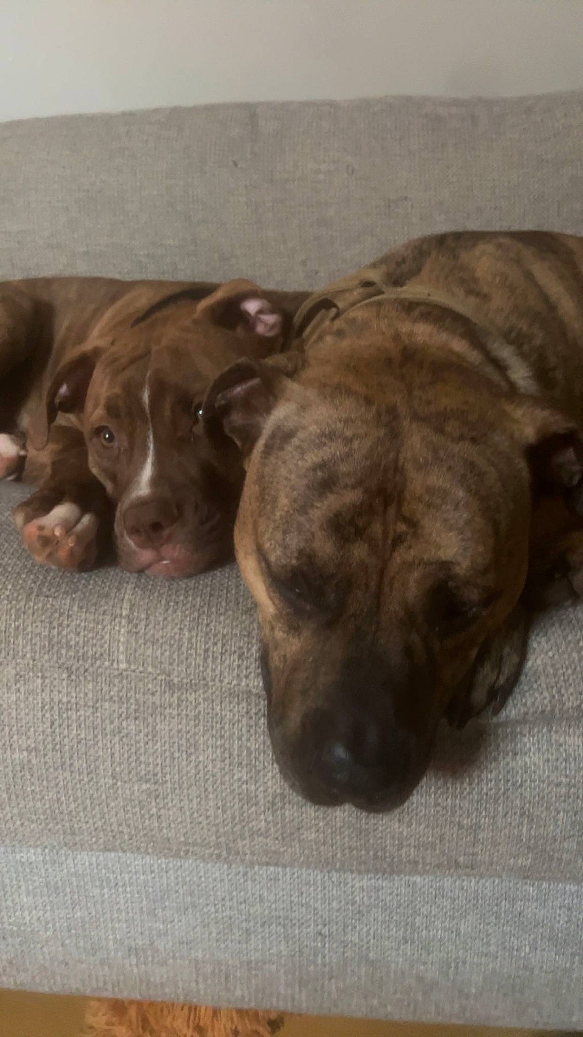 Hydro is registered to the contest to win money with this photo: canidae, carnivore, comfort, companion_dog, dog, dog_breed, fawn, fur, hardwood, liver, metal, nap, paw, snout, sporting_group, tail, terrestrial_animal, whiskers, wood, working_animal