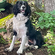 Daisy is registered to the contest to win money with this photo: alert, animal, black_and_white, canine, dog, forest, fur, ground, leafy, moss, nature, outdoor, plants, rocks, sitting, smiling, sunlight, trees, trunk, wildlife