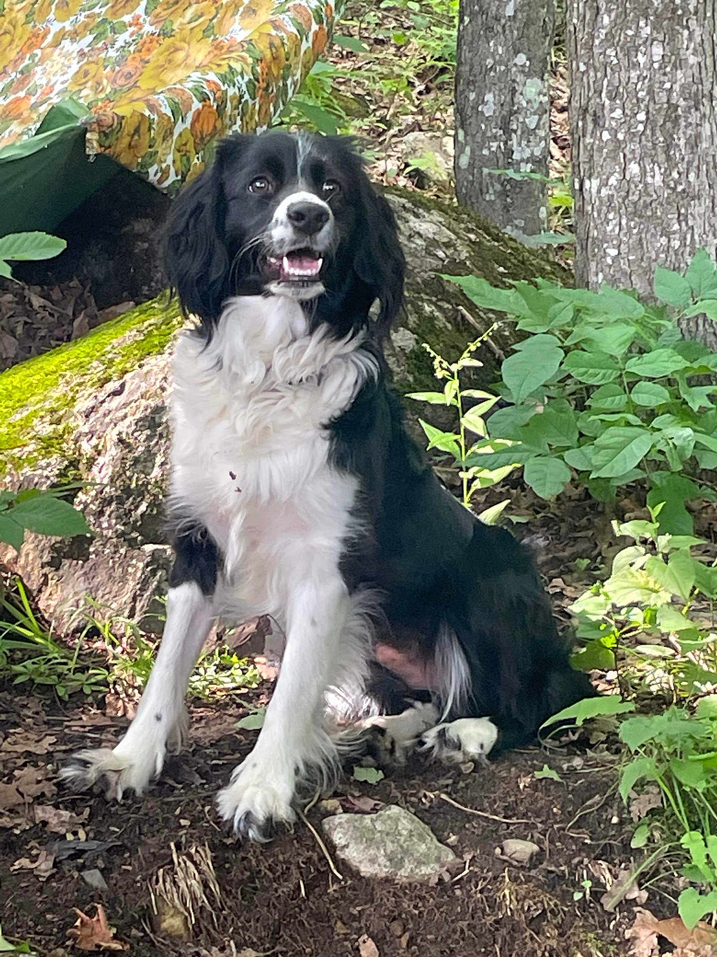 Daisy