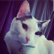 Mia a rejoint le concours — aidez-le/la à gagner de superbes lots ! aegean_cat, carnivore, cat, ear, eye, felidae, fur, head, kitten, nose, sky, small_to_medium_sized_cats, textile, turkish_van, whiskers