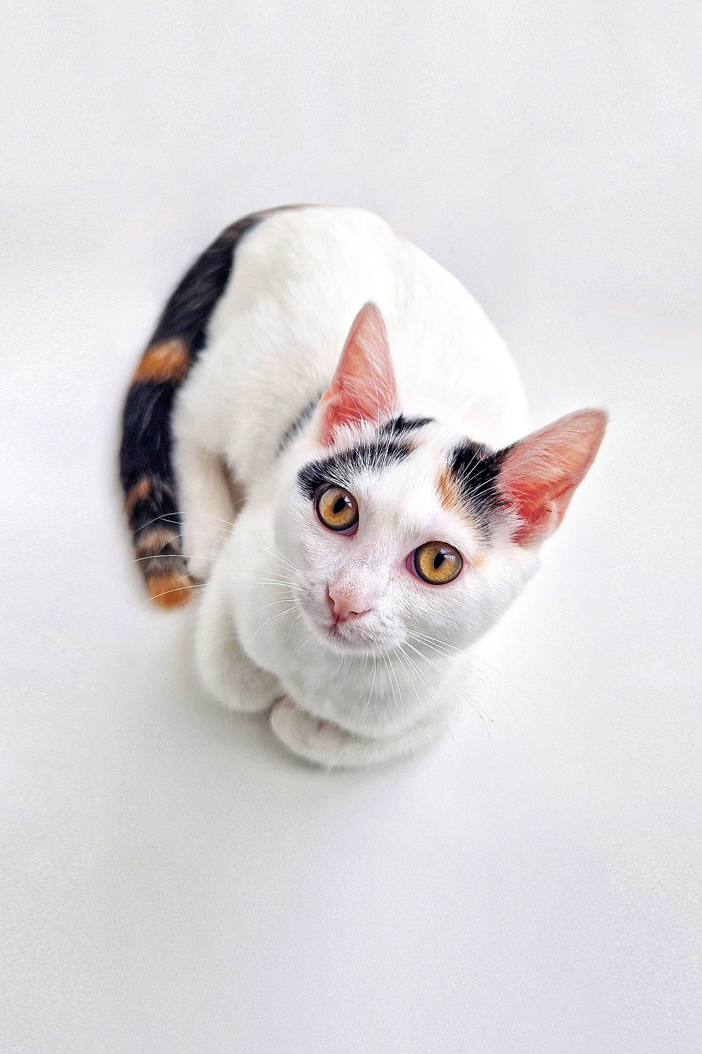 Milena participe au concours pour gagner de l'argent avec cette photo : birman, carnivore, cat, comfort, domestic_short_haired_cat, ear, eye, eyelash, fashion_accessory, fawn, felidae, fur, head, paw, scottish_fold, small_to_medium_sized_cats, snout, tail, tree, whiskers