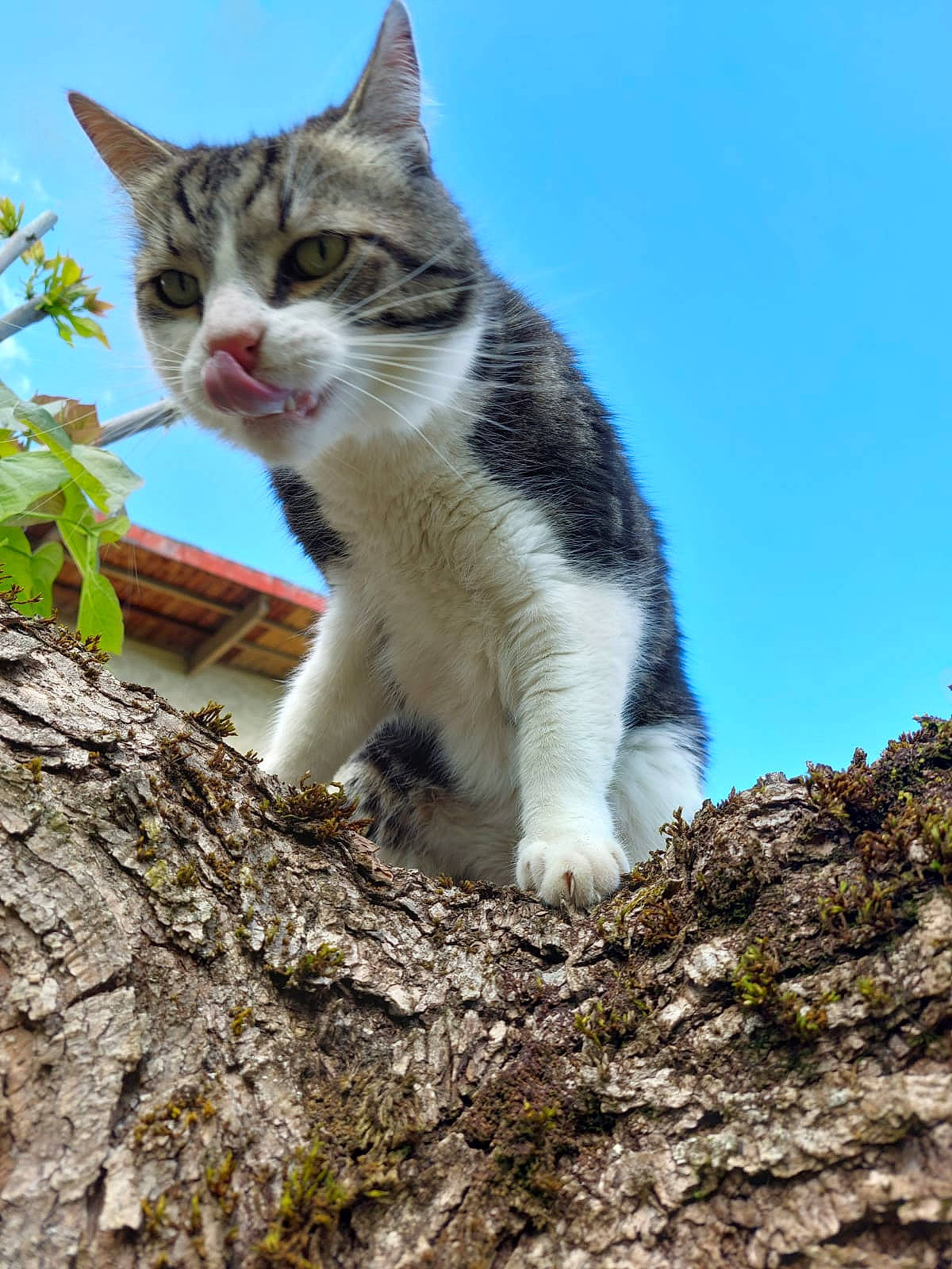 Opale participe au concours pour gagner de l'argent avec cette photo : carnivore, cat, claw, domestic_short_haired_cat, fawn, felidae, foot, fur, grass, paw, plant, rock, sky, small_to_medium_sized_cats, tail, terrestrial_animal, tree, trunk, whiskers, wood