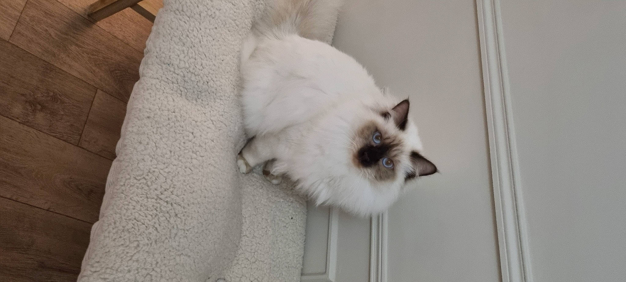 Choupi a rejoint le concours — aidez-le/la à gagner de superbes lots ! balinese, birman, carnivore, cat, comfort, composite_material, fawn, felidae, fur, gas, paw, siamese, small_to_medium_sized_cats, snout, tail, terrestrial_animal, whiskers