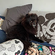 Nyna a rejoint le concours — aidez-le/la à gagner de superbes lots ! dog, black_dog, couch, pillow, mickey_mouse, blanket, stuffed_toy, indoor, pet, fur, animal, cute, relaxed, home, cozy, seated, looking, comfortable, household, soft