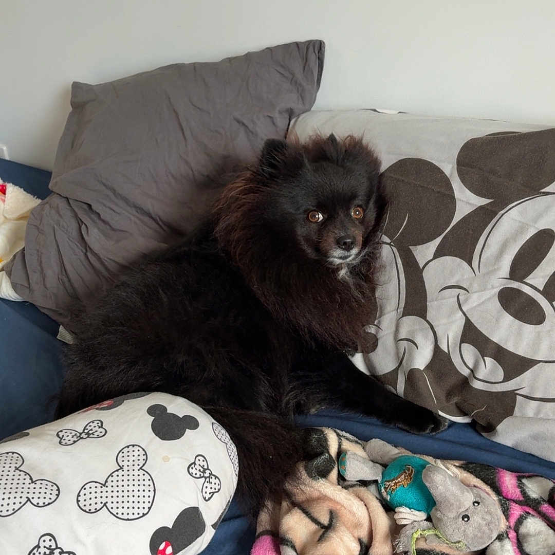 Nyna a rejoint le concours — aidez-le/la à gagner de superbes lots ! dog, black_dog, couch, pillow, mickey_mouse, blanket, stuffed_toy, indoor, pet, fur, animal, cute, relaxed, home, cozy, seated, looking, comfortable, household, soft
