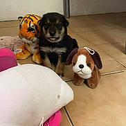 Puce a rejoint le concours — aidez-le/la à gagner de superbes lots ! puppy, dog, stuffed_animal, toy, tiger_toy, plush, floor, tile, indoor, cute, pet, animal, brown, black, small, young, adorable, companion, playful, domestic