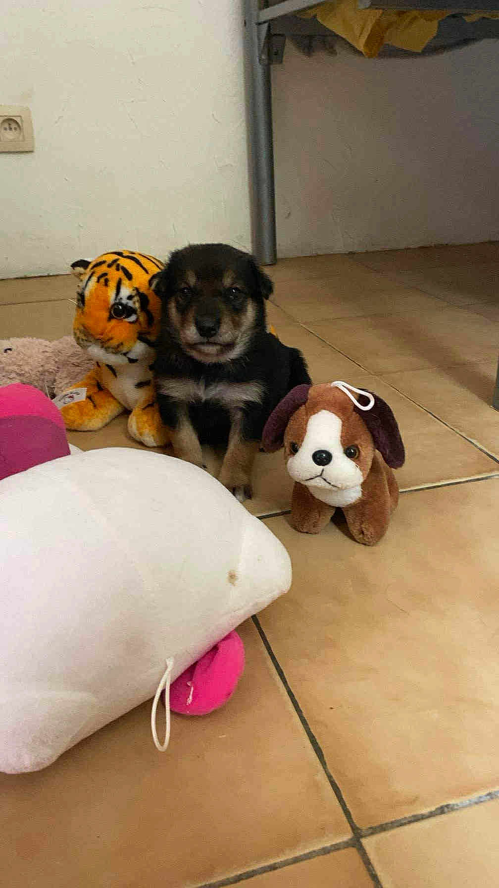 Puce a rejoint le concours — aidez-le/la à gagner de superbes lots ! puppy, dog, stuffed_animal, toy, tiger_toy, plush, floor, tile, indoor, cute, pet, animal, brown, black, small, young, adorable, companion, playful, domestic