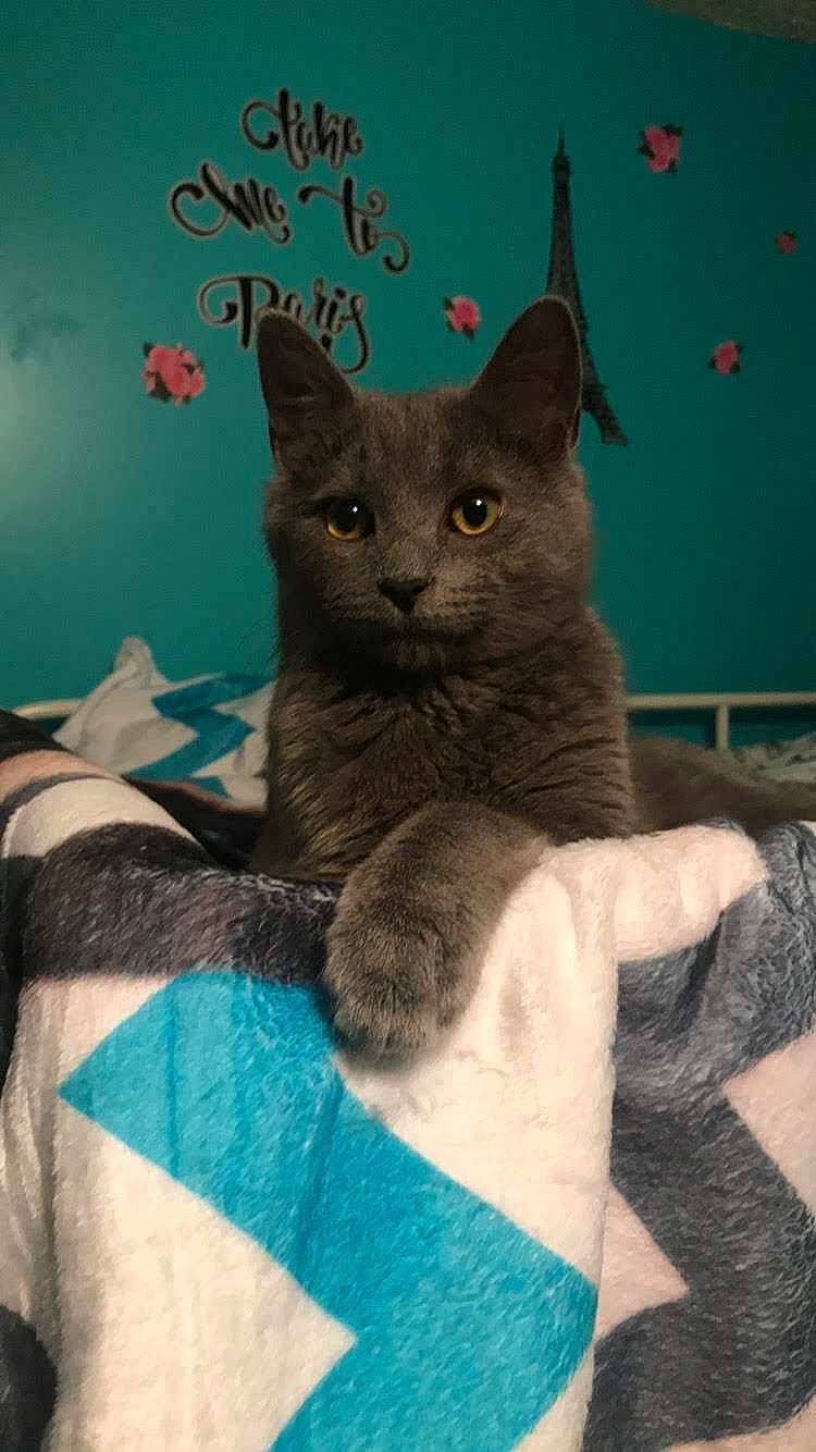 Lucky joined the competition — help win amazing prizes! asian, british_shorthair, carnivore, cat, chartreux, domestic_short_haired_cat, felidae, german_rex, kitten, korat, mammal, nebelung, russian_blue, small_to_medium_sized_cats, vertebrate, whiskers