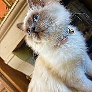 Azure a rejoint le concours — aidez-le/la à gagner de superbes lots ! animal, bell, blue_eyes, cat, close_up, collar, cozy, curious, cute, domestic, feline, fluffy, fur, house, indoor, looking_up, pet, portrait, soft_light, whiskers