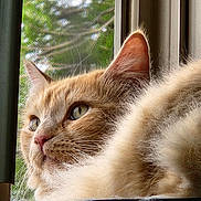 Fish Sauce is registered to the contest to win money with this photo: cat, orange_tabby, fluffy_fur, close_up, window, window_screen, natural_light, whiskers, pet, domestic_cat, feline, looking_away, indoor, resting, soft_texture, ears, nose, eyes, animal, portrait