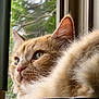 cat, orange_tabby, fluffy_fur, close_up, window, window_screen, natural_light, whiskers, pet, domestic_cat, feline, looking_away, indoor, resting, soft_texture, ears, nose, eyes, animal, portrait