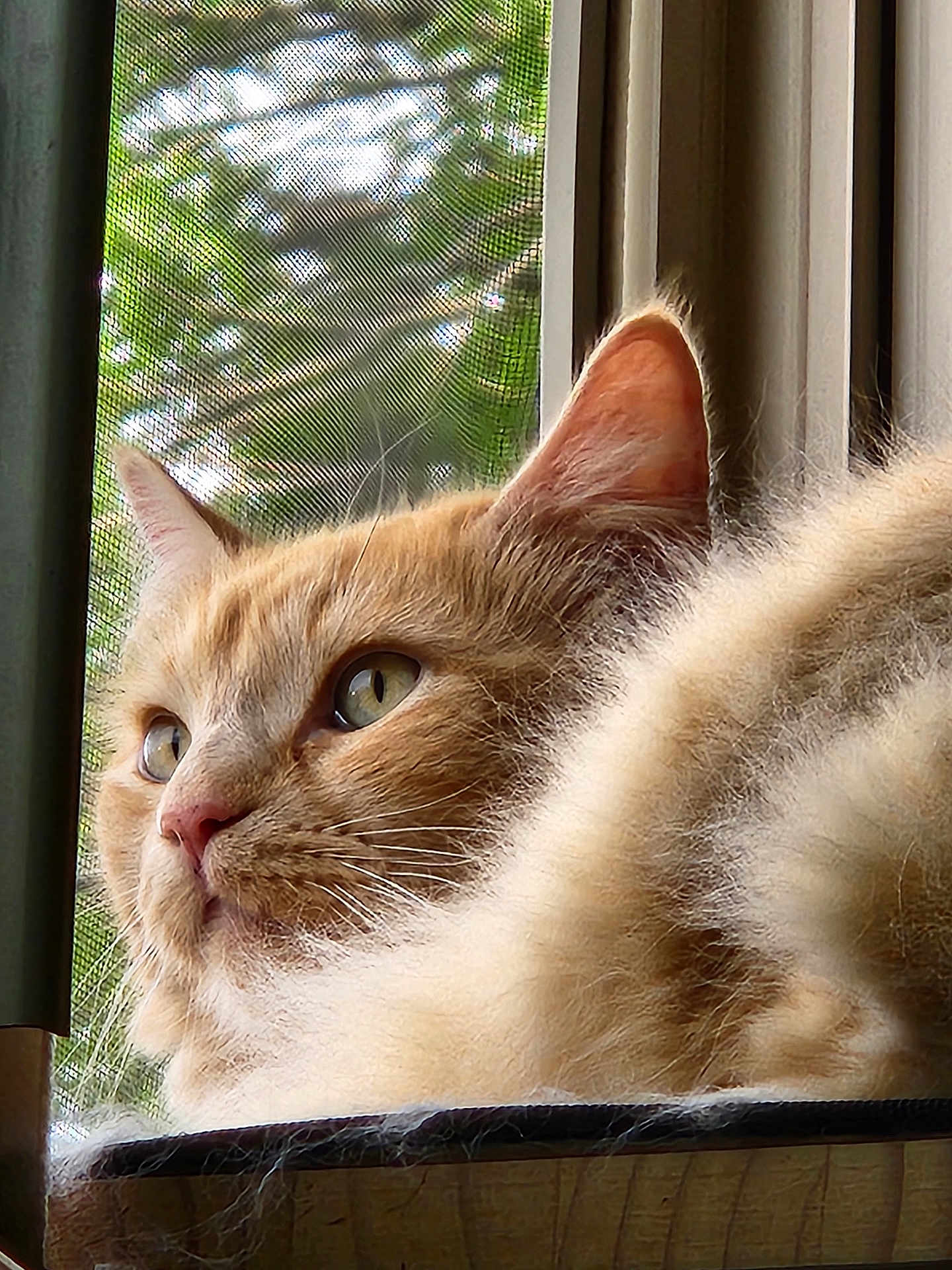 Fish Sauce is registered to the contest to win money with this photo: cat, orange_tabby, fluffy_fur, close_up, window, window_screen, natural_light, whiskers, pet, domestic_cat, feline, looking_away, indoor, resting, soft_texture, ears, nose, eyes, animal, portrait