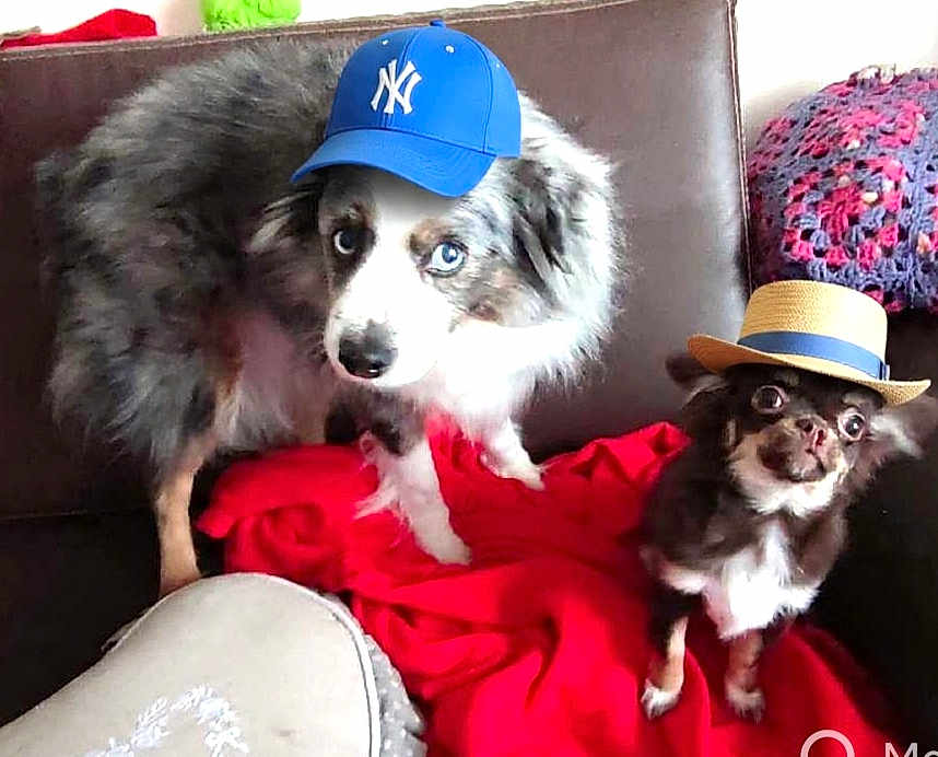 Keela a rejoint le concours — aidez-le/la à gagner de superbes lots ! dog, two_dogs, hat, blue_hat, straw_hat, couch, red_blanket, pet, canine, indoor, fur, small_dog, large_dog, brown, white, black, cute, pets, companion, animal