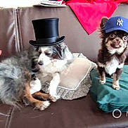 Keela participe au concours pour gagner de l'argent avec cette photo : dog, couch, hat, top_hat, baseball_cap, brown_leather, pillow, blanket, pet, indoor, two_dogs, small_dog, furniture, living_room, cozy, companion, fur, cute, relaxed, domestic