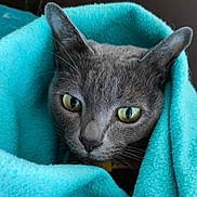 Lawan a rejoint le concours — aidez-le/la à gagner de superbes lots ! cat, gray_cat, close_up, blanket, turquoise, cozy, pet, animal, feline, indoor, whiskers, ears, face, eyes, fur, comfort, snug, portrait, resting, warm