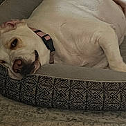 Josie is registered to the contest to win money with this photo: bed, carpet, close_up, collar, cozy, dog, indoor, large_dog, lazy, nose, patterned_bed, pet, pet_bed, plush_bed, relaxed, resting, sleeping_dog, snout, white_fur, wrinkled_skin