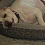 bed, carpet, close_up, collar, cozy, dog, indoor, large_dog, lazy, nose, patterned_bed, pet, pet_bed, plush_bed, relaxed, resting, sleeping_dog, snout, white_fur, wrinkled_skin