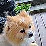 animal, companion, cute, deck, dog, domestic_animal, ears, fluffy, fur, nose, outdoor, pet, plant, pomeranian, potted_plant, resting, side_view, small_dog, steps, wooden_floor