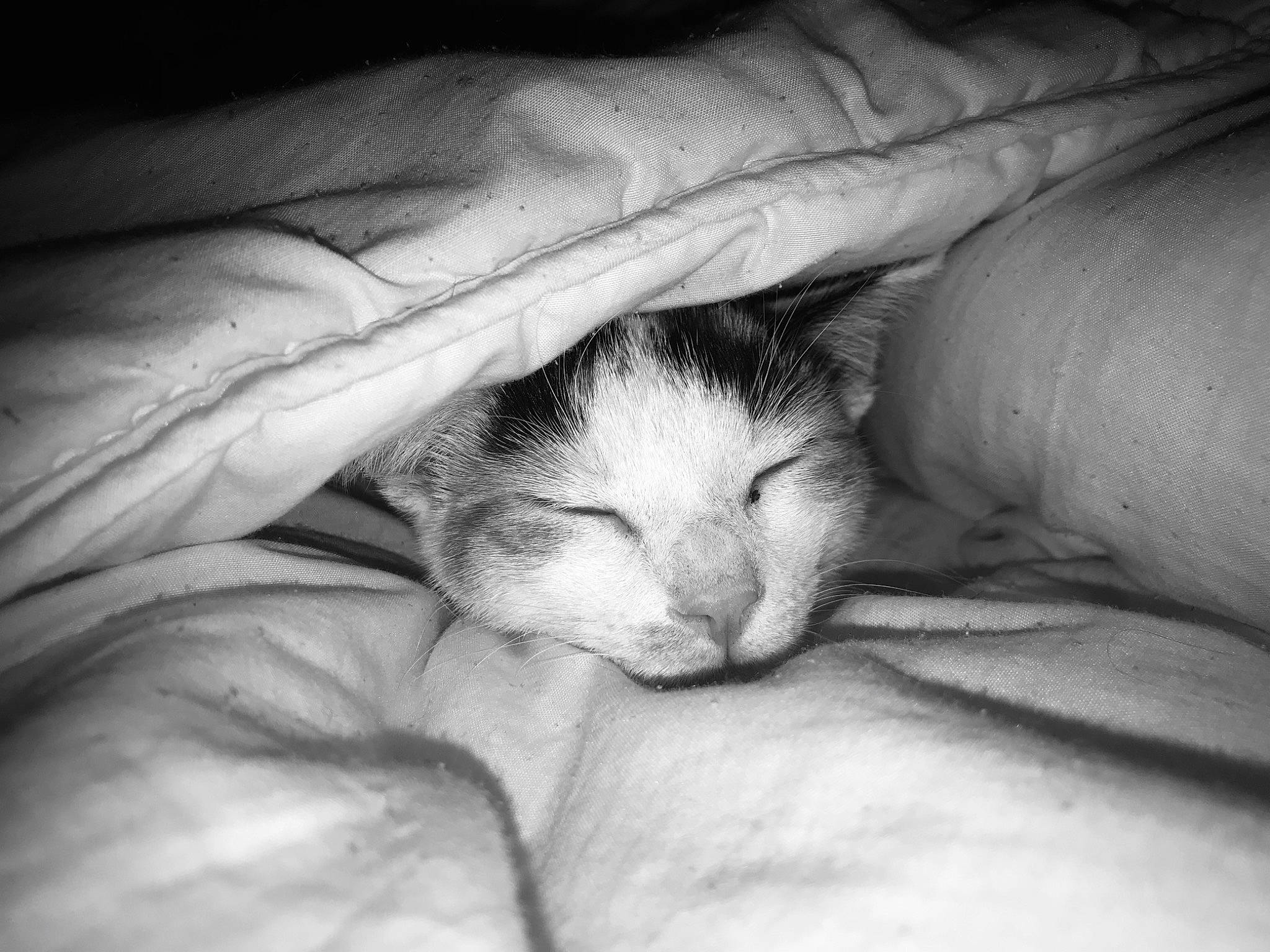 Misty participe au concours pour gagner de l'argent avec cette photo : black_and_white, carnivore, cat, claw, comfort, darkness, domestic_short_haired_cat, felidae, foot, fur, gesture, grey, human_leg, linens, monochrome, monochrome_photography, paw, small_to_medium_sized_cats, snout, whiskers