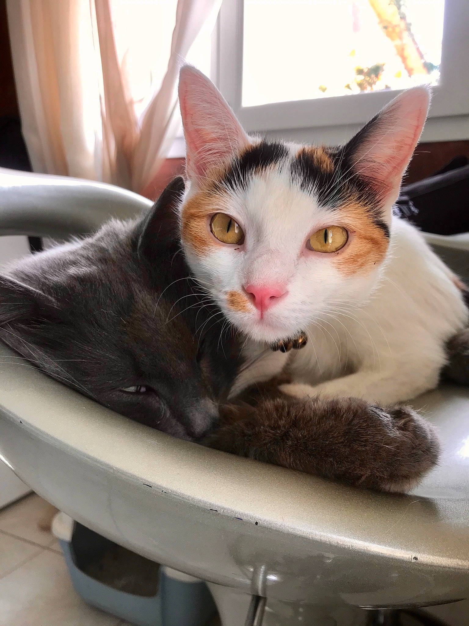 Misty a rejoint le concours — aidez-le/la à gagner de superbes lots ! box, cardboard, carnivore, cat, comfort, curtain, domestic_short_haired_cat, felidae, fur, mammal, paw, plant, plumbing_fixture, sitting, small_to_medium_sized_cats, snout, tail, vertebrate, whiskers, window