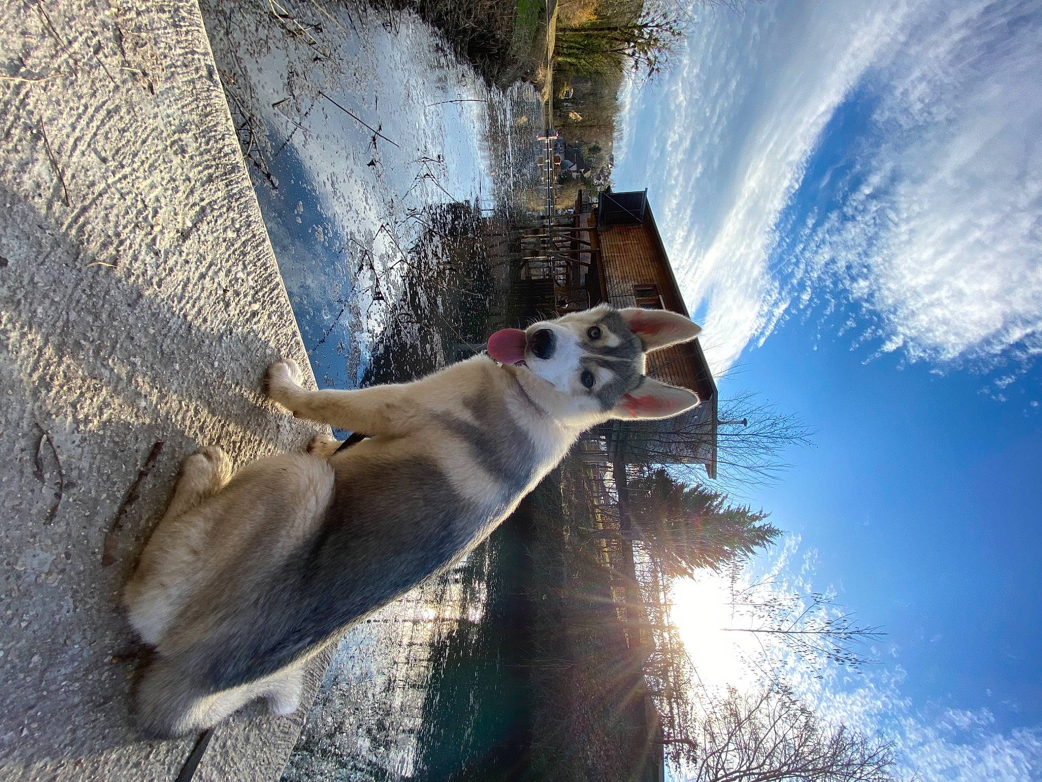 Yuna participe au concours pour gagner de l'argent avec cette photo : canidae, carnivore, cloud, companion_dog, cumulus, dog, dog_breed, fawn, foot, road_surface, shadow, sky, snout, sporting_group, sunlight, tail, terrestrial_animal, tree, water, wood