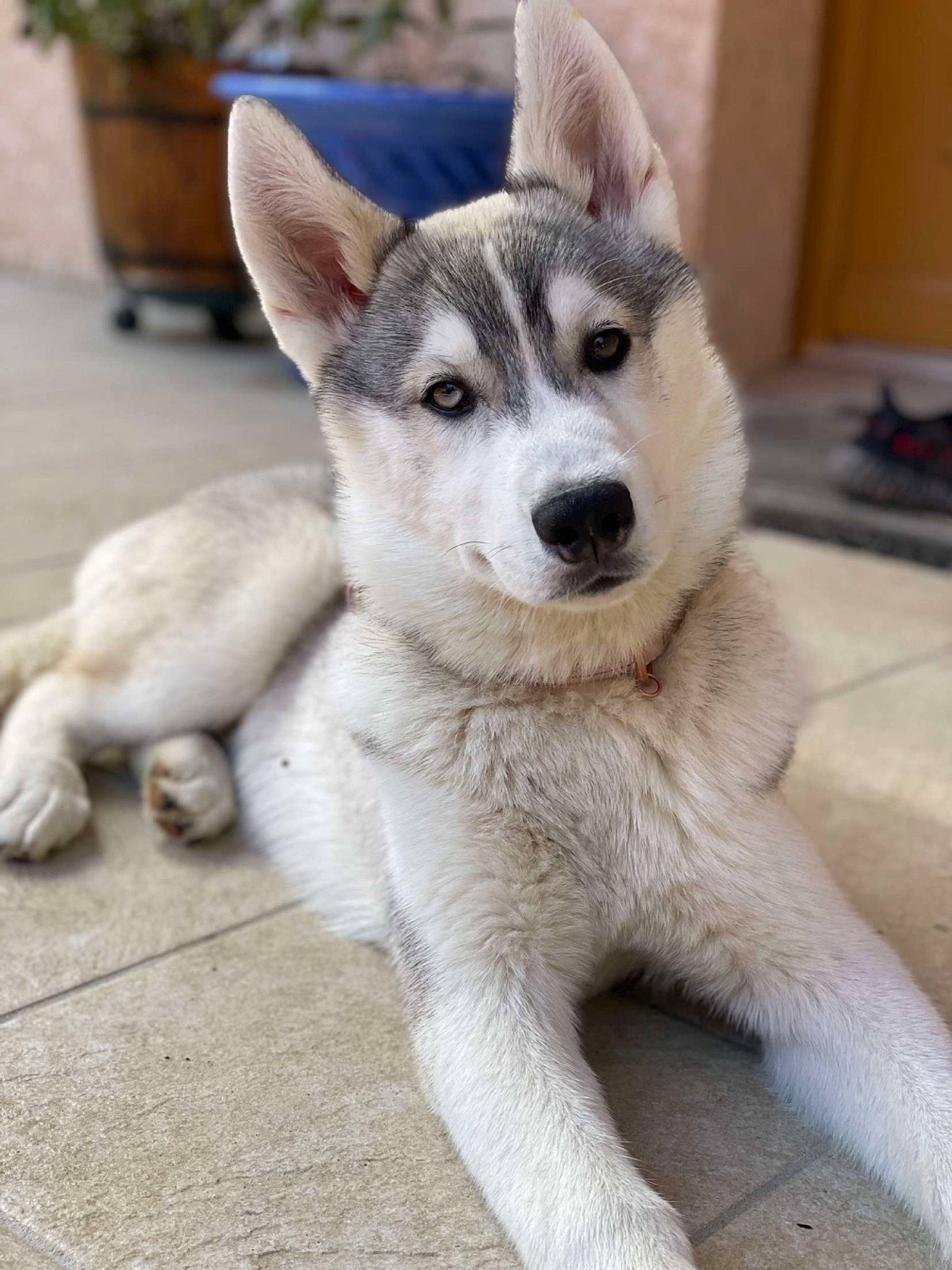 Yuna participe au concours pour gagner de l'argent avec cette photo : canidae, carnivore, companion_dog, dog, dog_breed, fawn, flowerpot, fur, houseplant, plant, siberian_husky, sled_dog, snout, sporting_group, tail, terrestrial_animal, whiskers, window, working_animal, working_dog