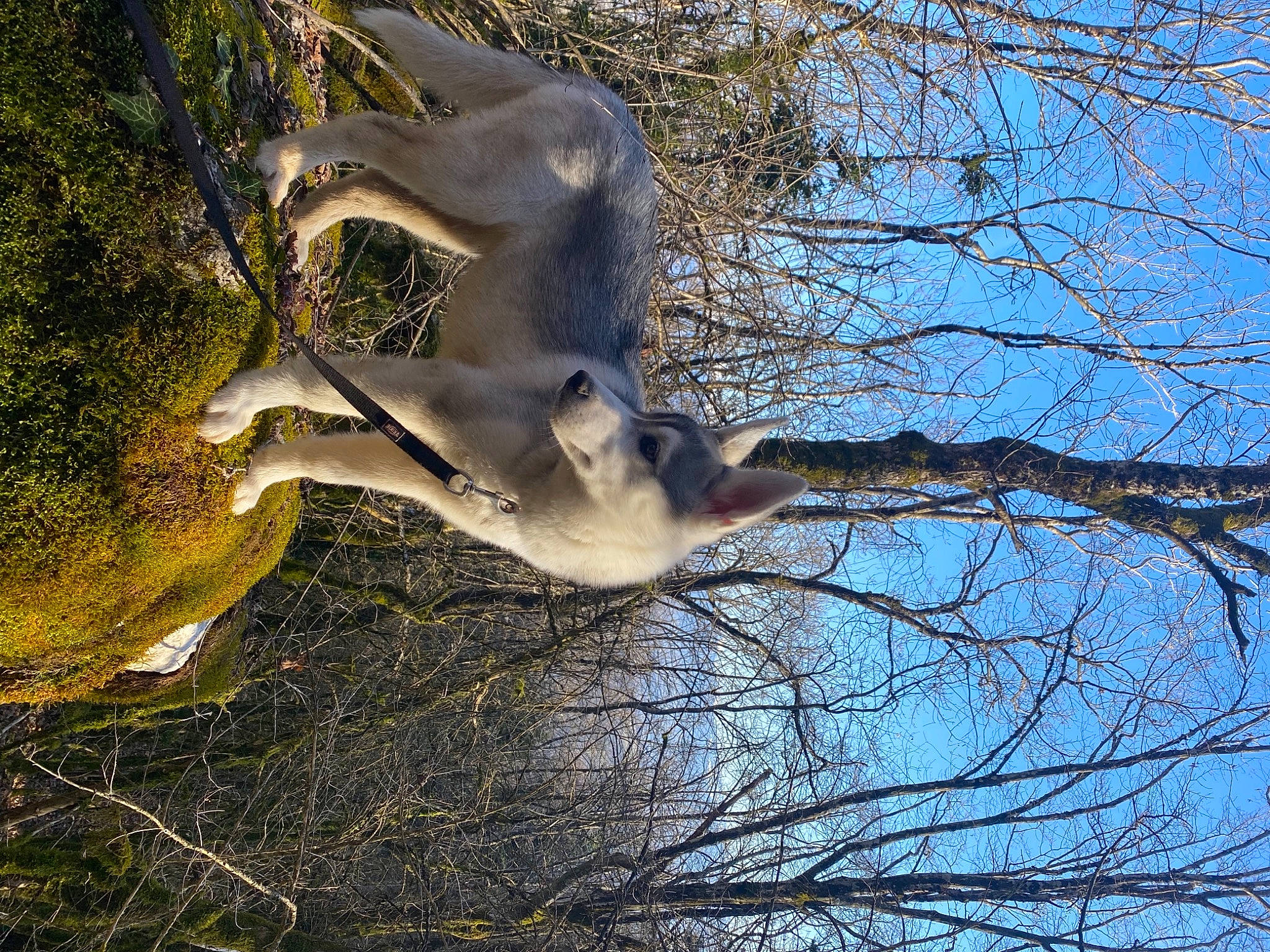 Yuna a rejoint le concours — aidez-le/la à gagner de superbes lots ! art, branch, deciduous, forest, grass, landscape, natural_landscape, northern_hardwood_forest, plant, reflection, sculpture, sky, temperate_broadleaf_and_mixed_forest, tree, trunk, twig, wildlife, winter, wood, woodland