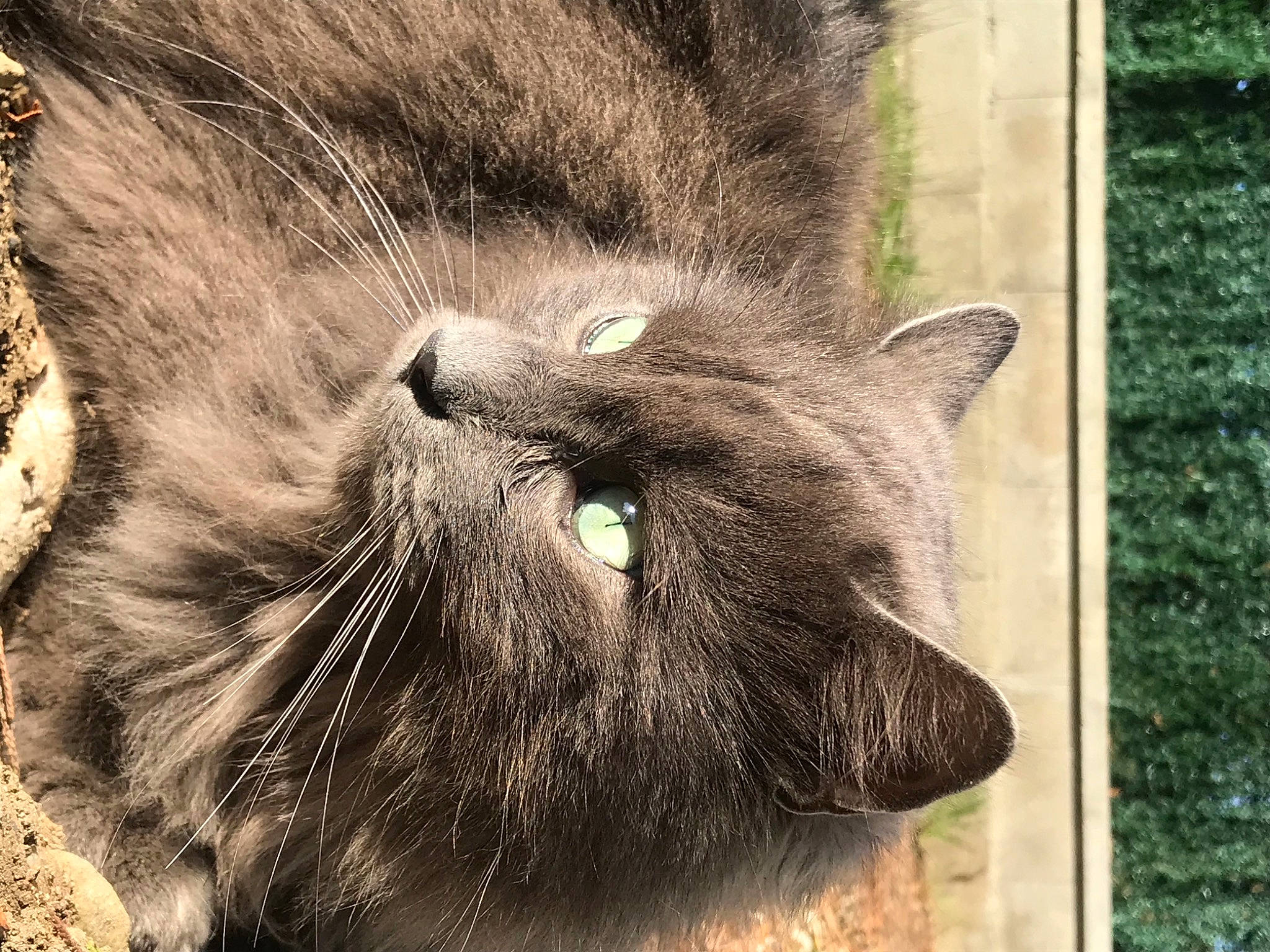 Guigui participe au concours pour gagner de l'argent avec cette photo : black_cat, carnivore, cat, claw, domestic_short_haired_cat, eye, felidae, fur, grass, grey, lynx, paw, small_to_medium_sized_cats, snout, tail, terrestrial_animal, whiskers, wildlife, working_animal