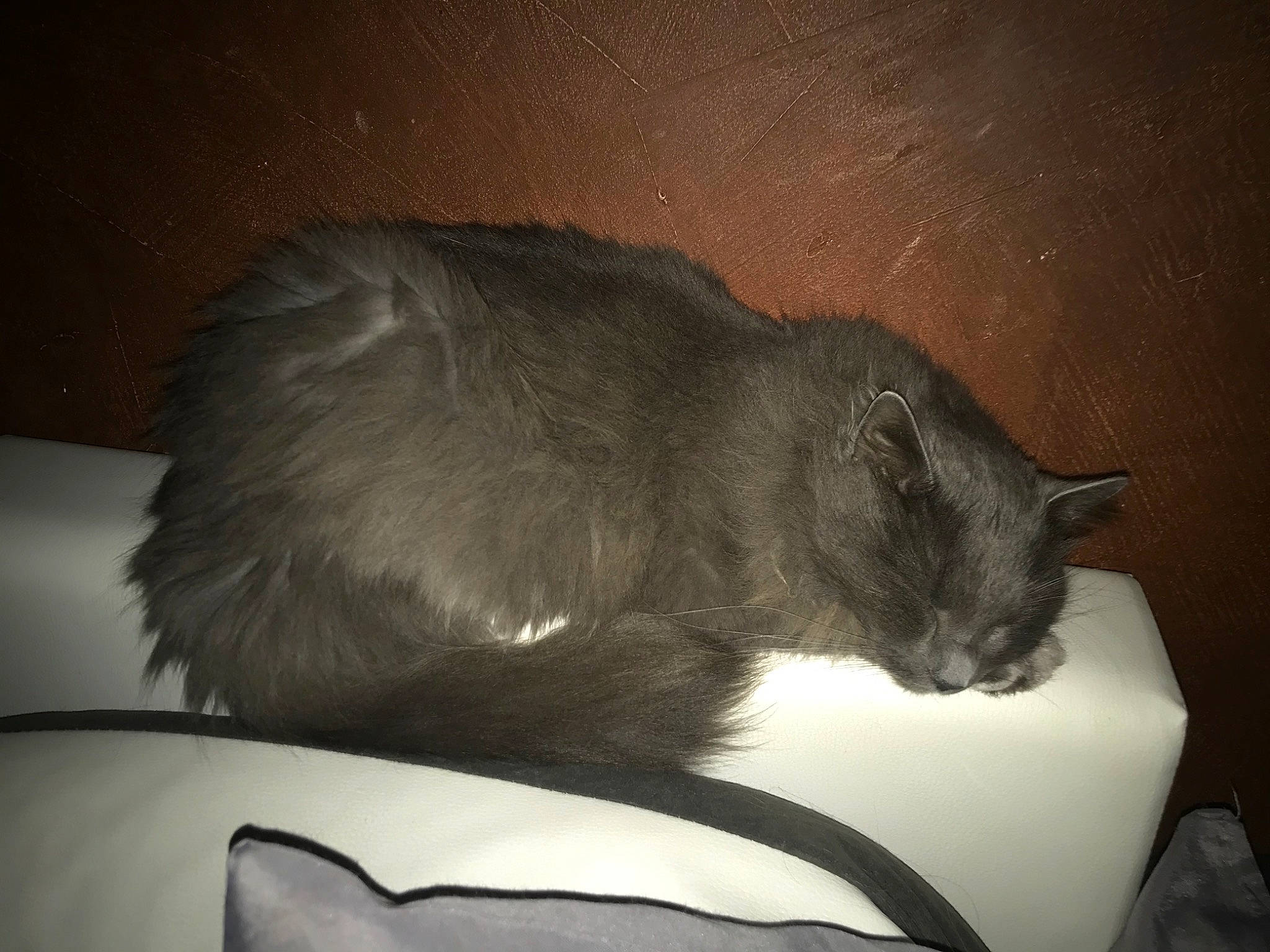 Guigui participe au concours pour gagner de l'argent avec cette photo : black_cat, carnivore, cat, comfort, darkness, domestic_short_haired_cat, ear, felidae, fur, grey, monochrome, monochrome_photography, nap, paw, sleep, small_to_medium_sized_cats, snout, tail, tints_and_shades, whiskers
