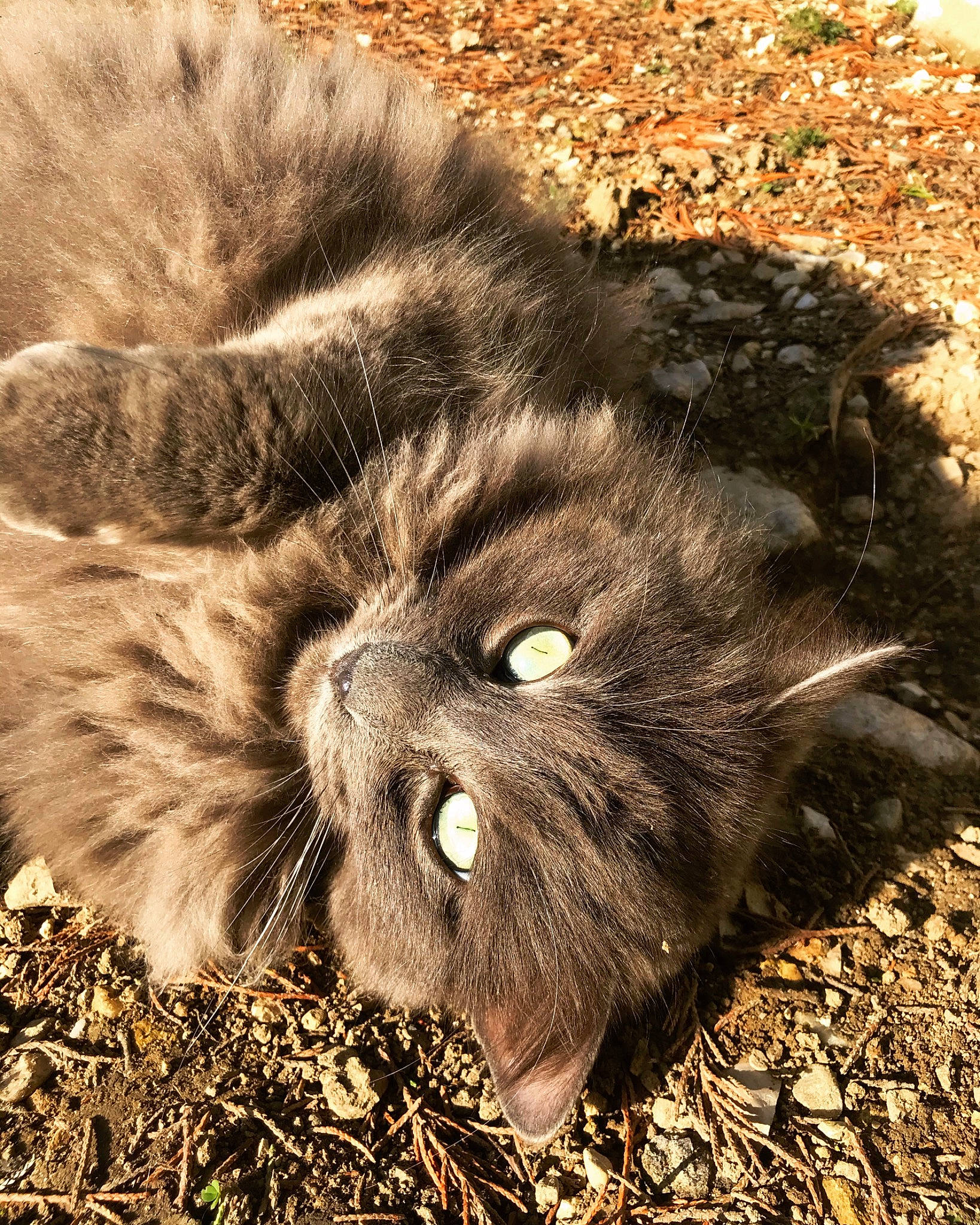 Guigui participe au concours pour gagner de l'argent avec cette photo : black_cat, carnivore, cat, claw, domestic_short_haired_cat, felidae, fur, grass, liver, monochrome, monochrome_photography, paw, plant, small_to_medium_sized_cats, snout, soil, tail, terrestrial_animal, whiskers, wildlife