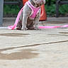 Tikita joined the competition — help win amazing prizes! dog, french_bulldog, puppy, pet, pink_harness, pink_leash, sitting, outdoor, patio, concrete, garden, greenery, orange_planter, chairs, portrait, animal, companion_animal, short_hair, upright_ears, centered_subject