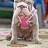 Tikita joined the competition — help win amazing prizes! dog, french_bulldog, puppy, pet, animal, portrait, sitting, pink_harness, leash, short_hair, large_ears, wrinkled_face, blue_eyes, front_view, indoor, floor, blurred_background, puddle, cute, photography