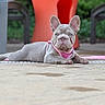 dog, french_bulldog, puppy, pet, pink_harness, outdoor, patio, lying_down, portrait, animal, canine, ears, wrinkled_face, short_fur, gray_coat, red_planter, garden, chairs, concrete, daylight