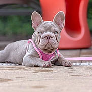 Tikita is registered to the contest to win money with this photo: dog, french_bulldog, puppy, pet, pink_harness, outdoor, patio, sitting, lying_down, front_view, ears, wrinkles, paws, short_nose, gray_coat, red_chair, garden, blurred_background, portrait, cute