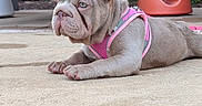 Tikita is registered to the contest to win money with this photo: dog, french_bulldog, puppy, pet, pink_harness, outdoor, patio, deck, garden, chair, stool, lying_down, sitting, shorthaired, wrinkled_face, upright_ears, blue_eyes, animal_portrait, backyard, daylight