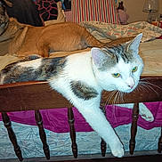 Satan a rejoint le concours — aidez-le/la à gagner de superbes lots ! cat, dog, bed, blanket, pillow, wooden_bed_frame, whiskers, paws, yellow_eyes, tongue, fur, indoor, pet, mattress, nightstand, lamp, mug, quilt, relaxed_pose, domestic_interior